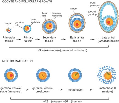 oocyte maturation|oocyte maturation process.